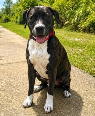 Enlarge Ember, a Adoptable mixed breed in Palm Coast, FL image 3/3