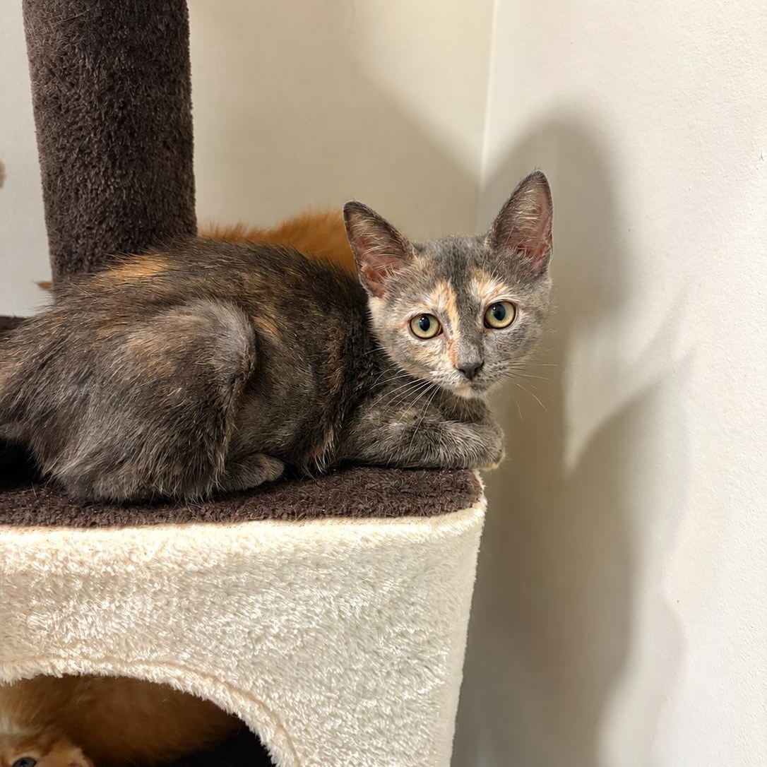 Enlarge Promise, a ADOPTABLE Dilute Tortoiseshell in Moriches, NY image 1/2