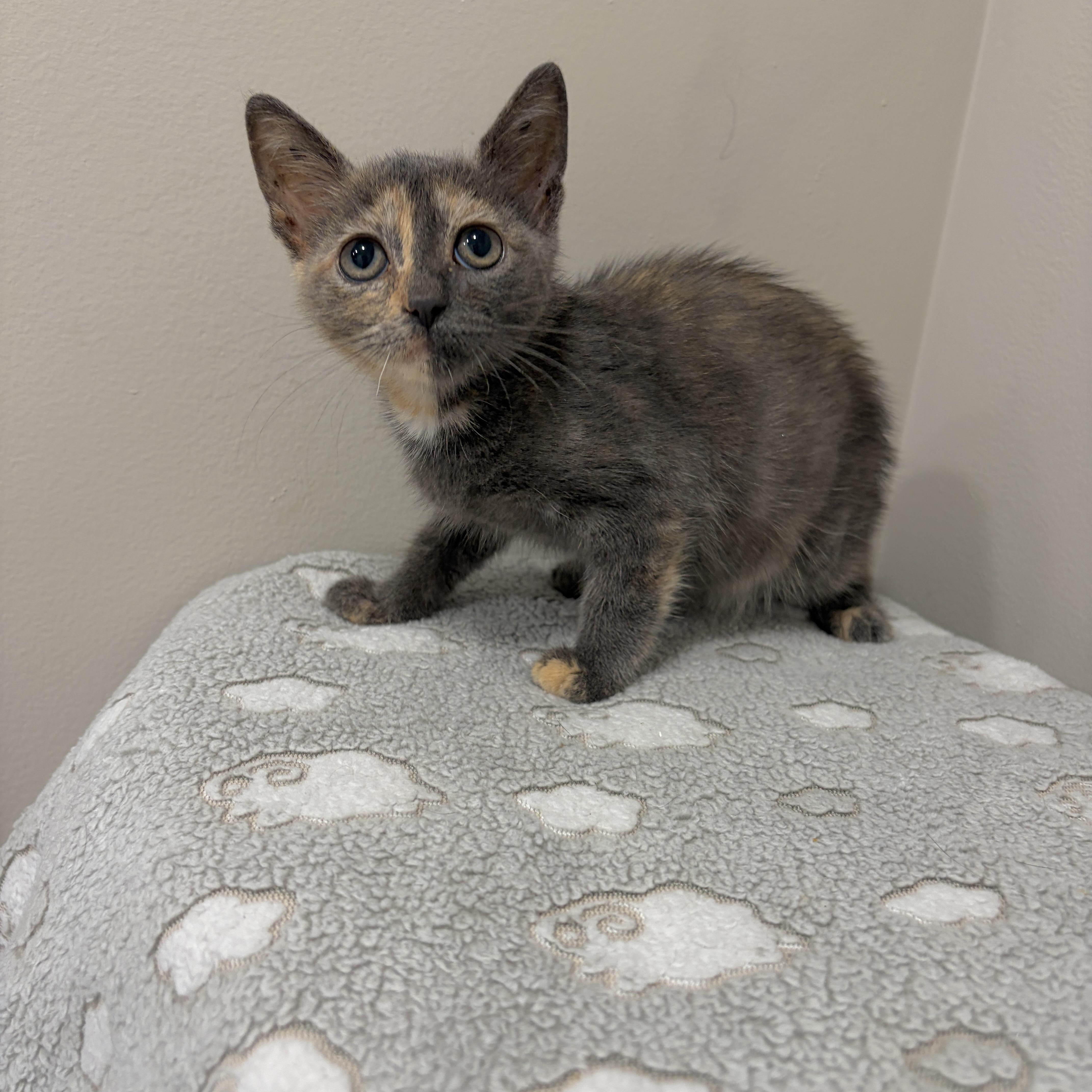 Enlarge Promise, a ADOPTABLE Dilute Tortoiseshell in Moriches, NY image 2/2