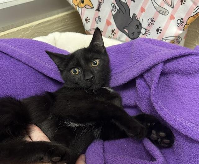 Baxter, Adoptable, Kitten Male Domestic Short Hair.