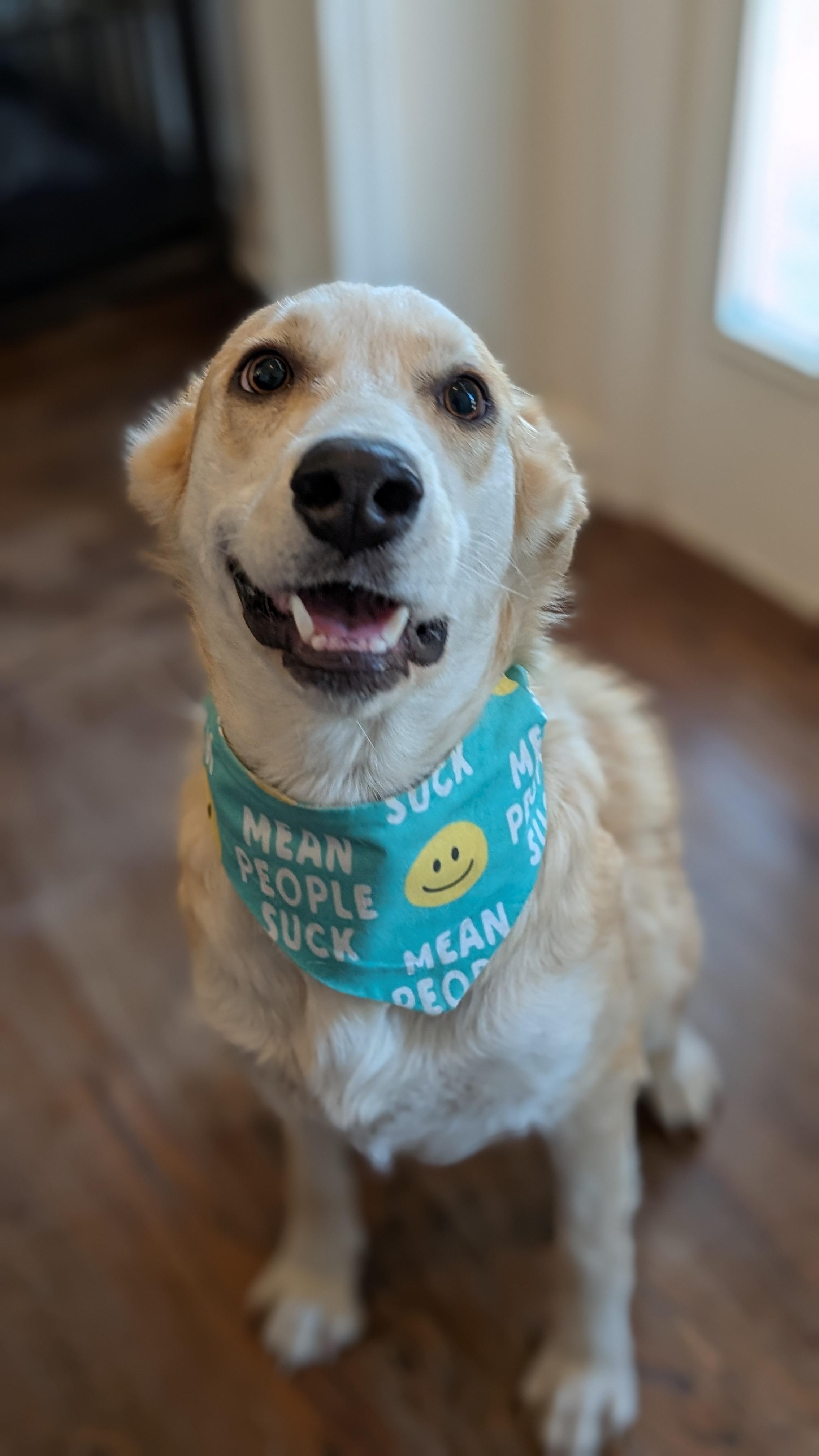 Enlarge Chamomile, a ADOPTABLE mixed breed in Joppa, AL image 1/5