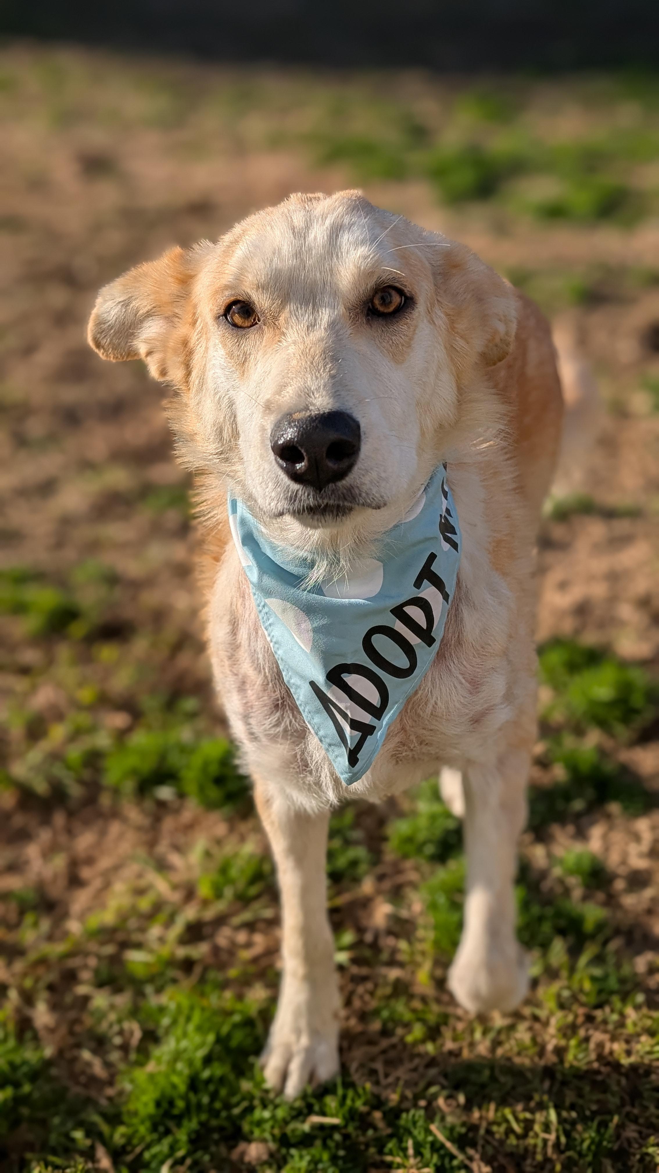 Chamomile, a ADOPTABLE mixed breed in Joppa, AL image 3/4