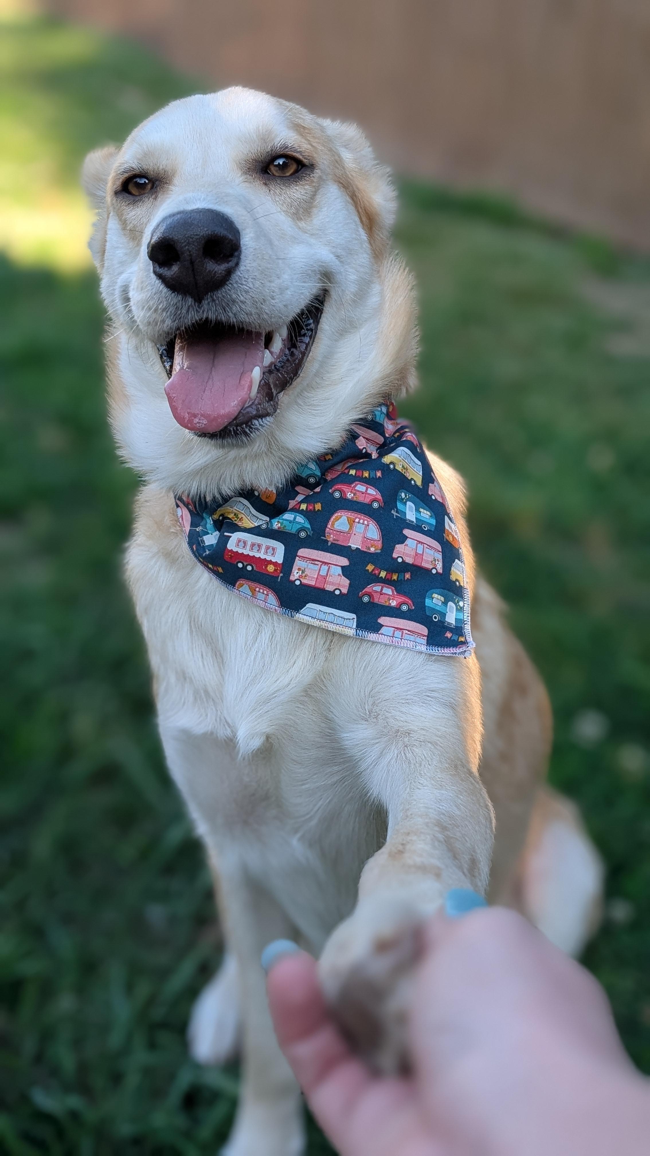 Enlarge Chamomile, a ADOPTABLE mixed breed in Joppa, AL image 2/6