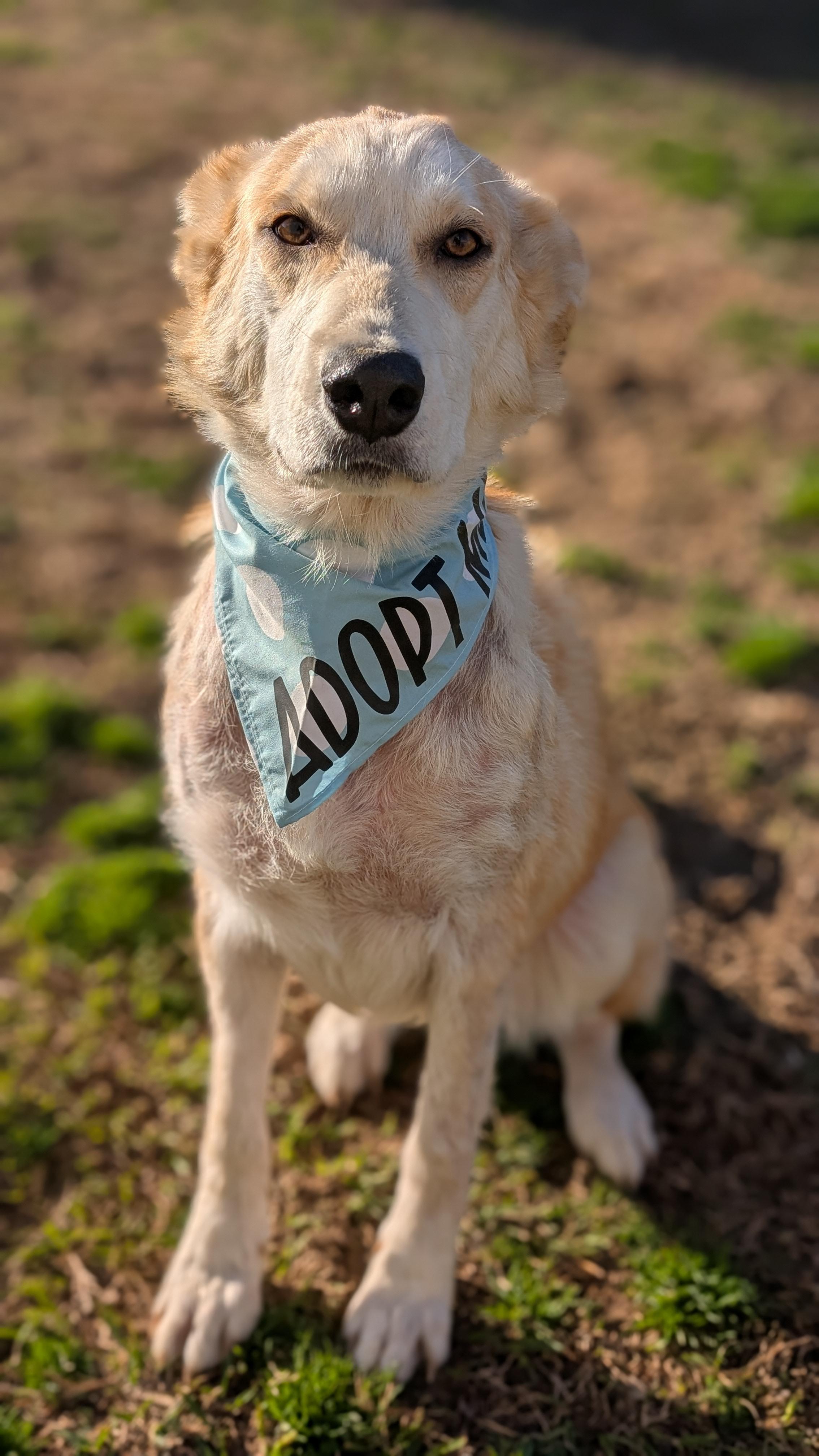 Chamomile, a ADOPTABLE mixed breed in Joppa, AL image 2/4