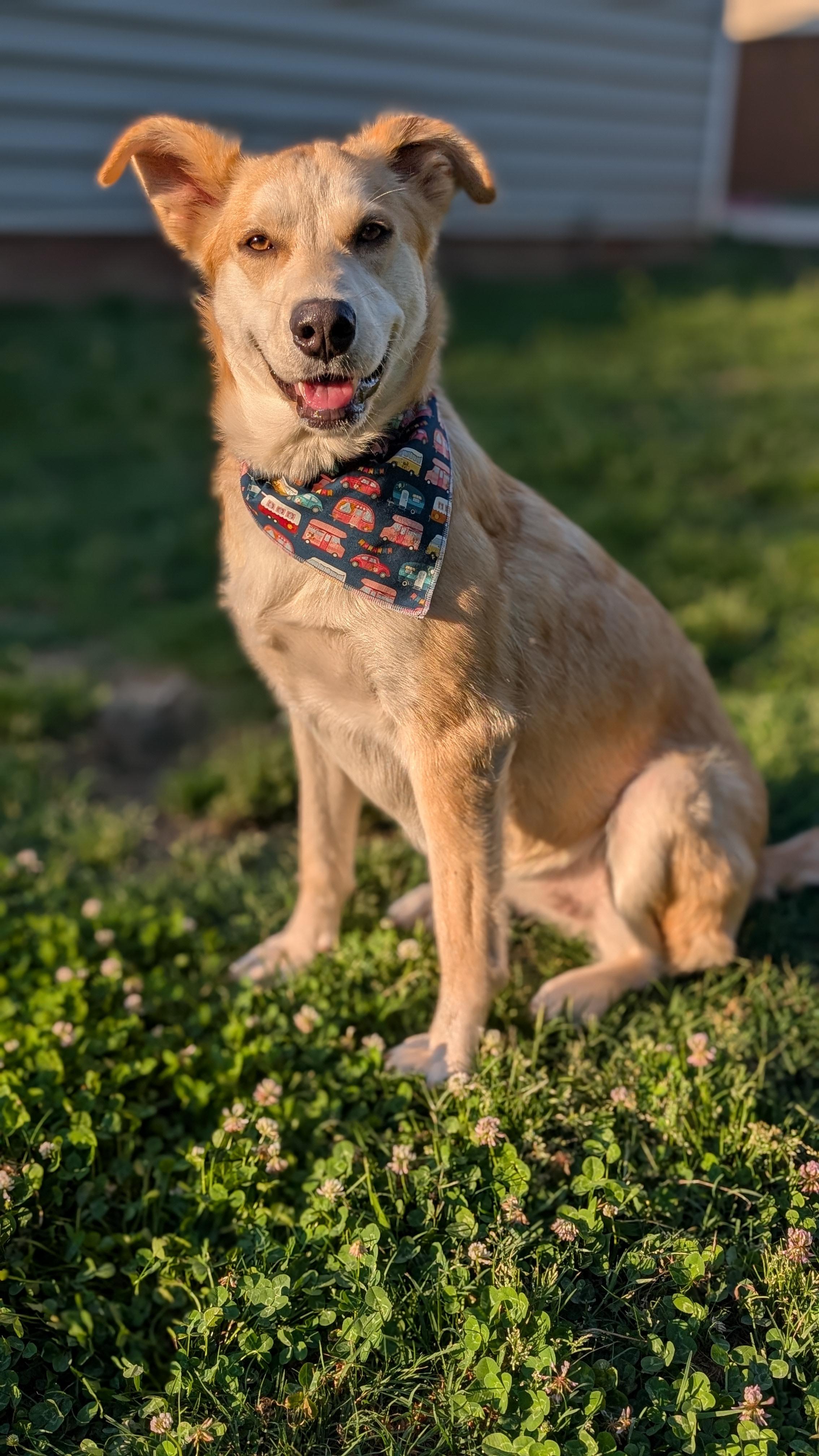 Enlarge Chamomile, a ADOPTABLE mixed breed in Joppa, AL image 6/6