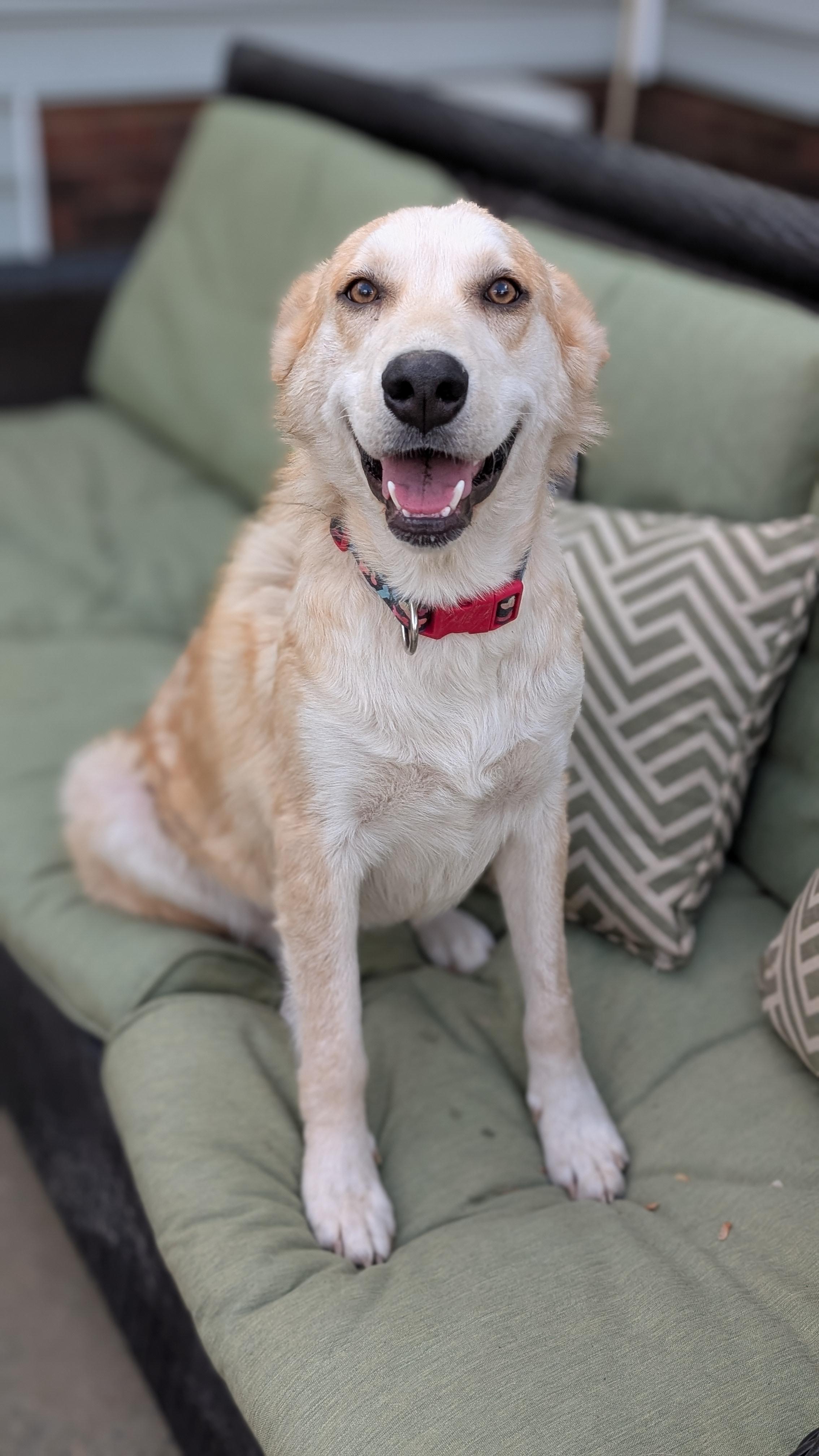 Enlarge Chamomile, a ADOPTABLE mixed breed in Joppa, AL image 3/5