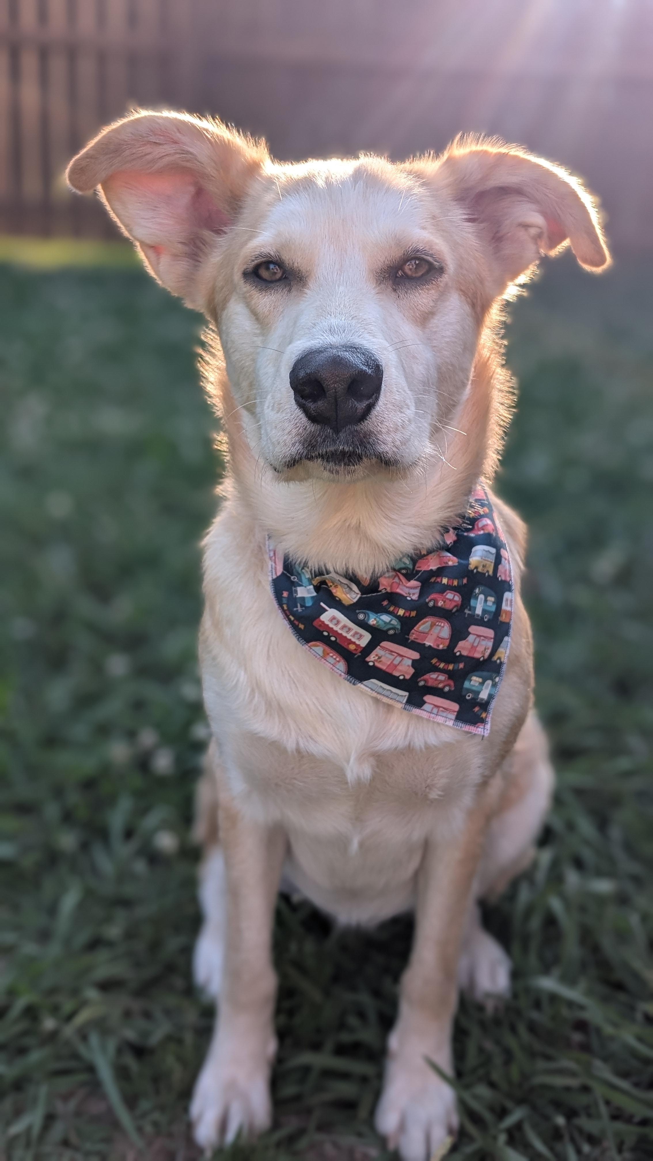 Enlarge Chamomile, a ADOPTABLE mixed breed in Joppa, AL image 4/6