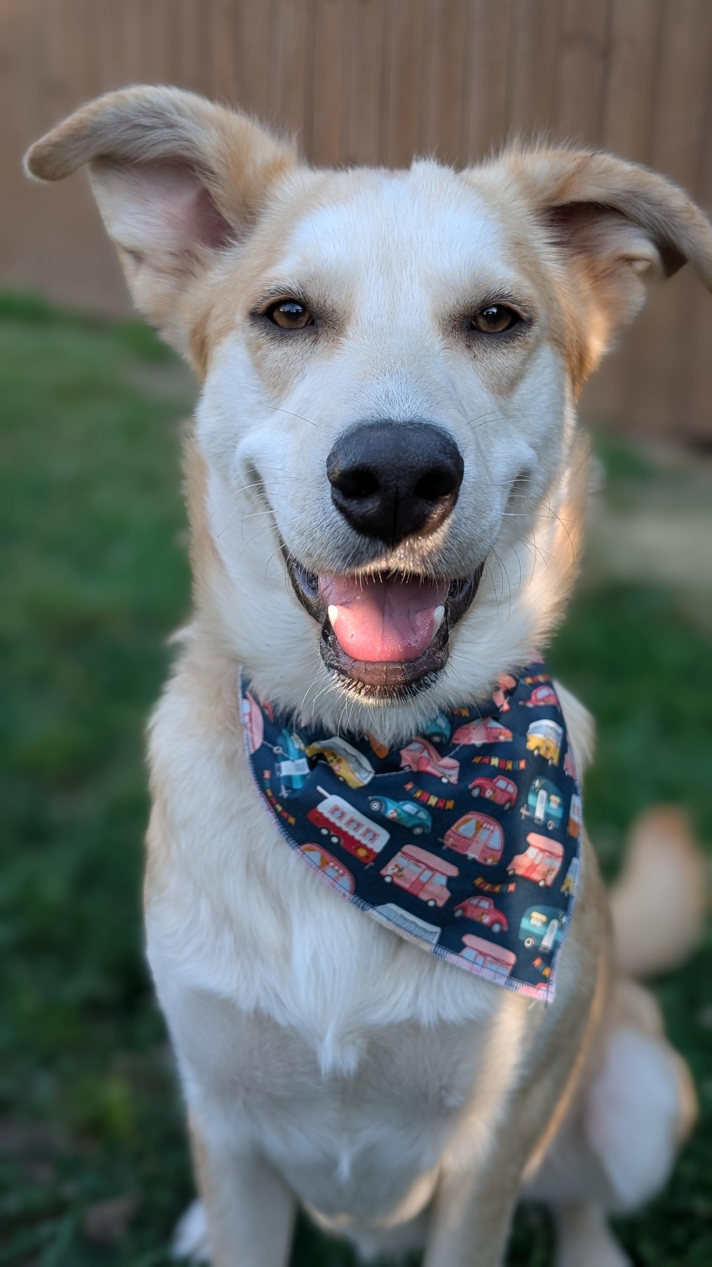 Chamomile, ADOPTABLE, Young Female Mixed Breed.