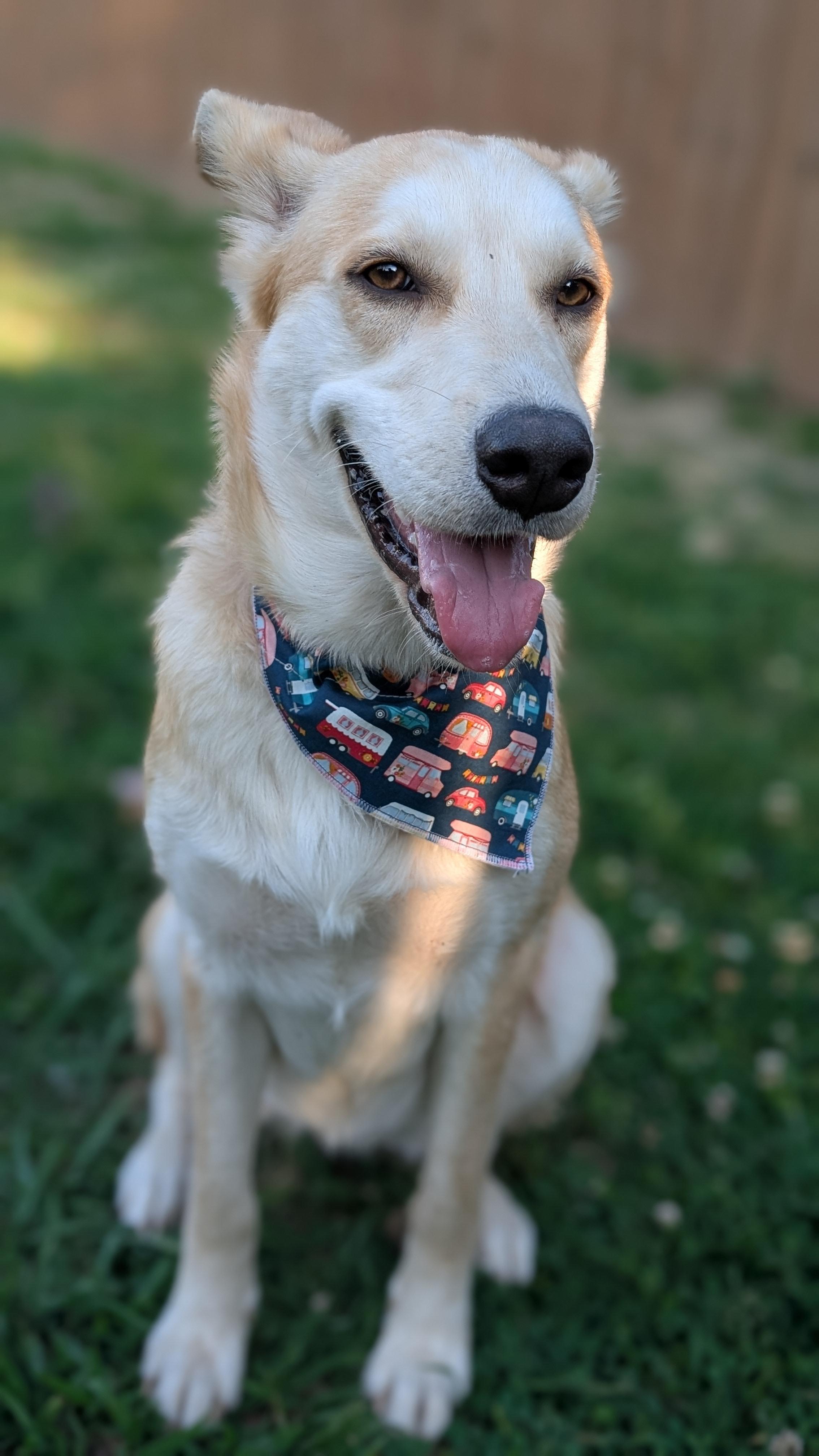 Enlarge Chamomile, a ADOPTABLE mixed breed in Joppa, AL image 5/6