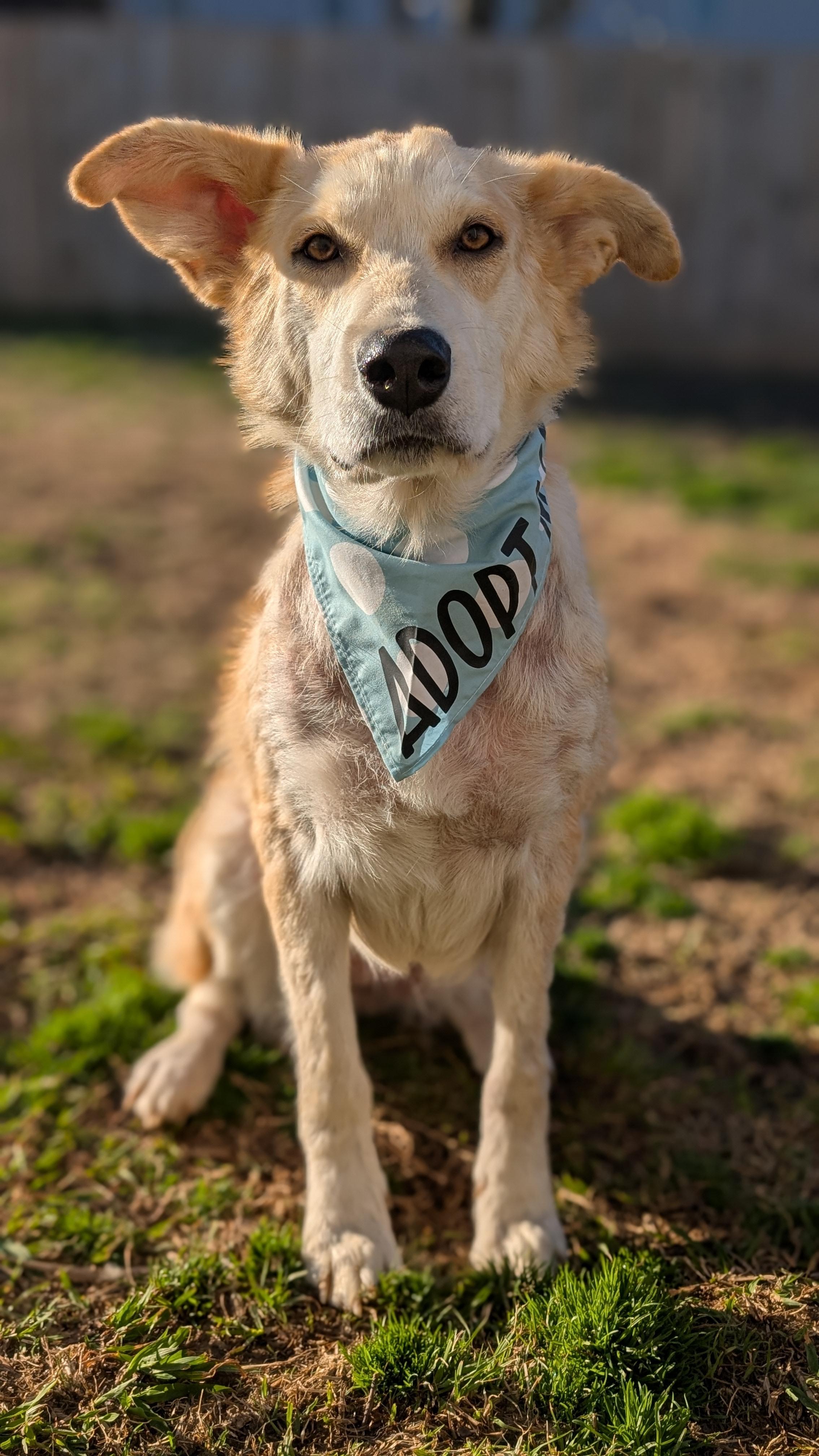 Chamomile, ADOPTABLE, Young Female Golden Retriever & Collie.