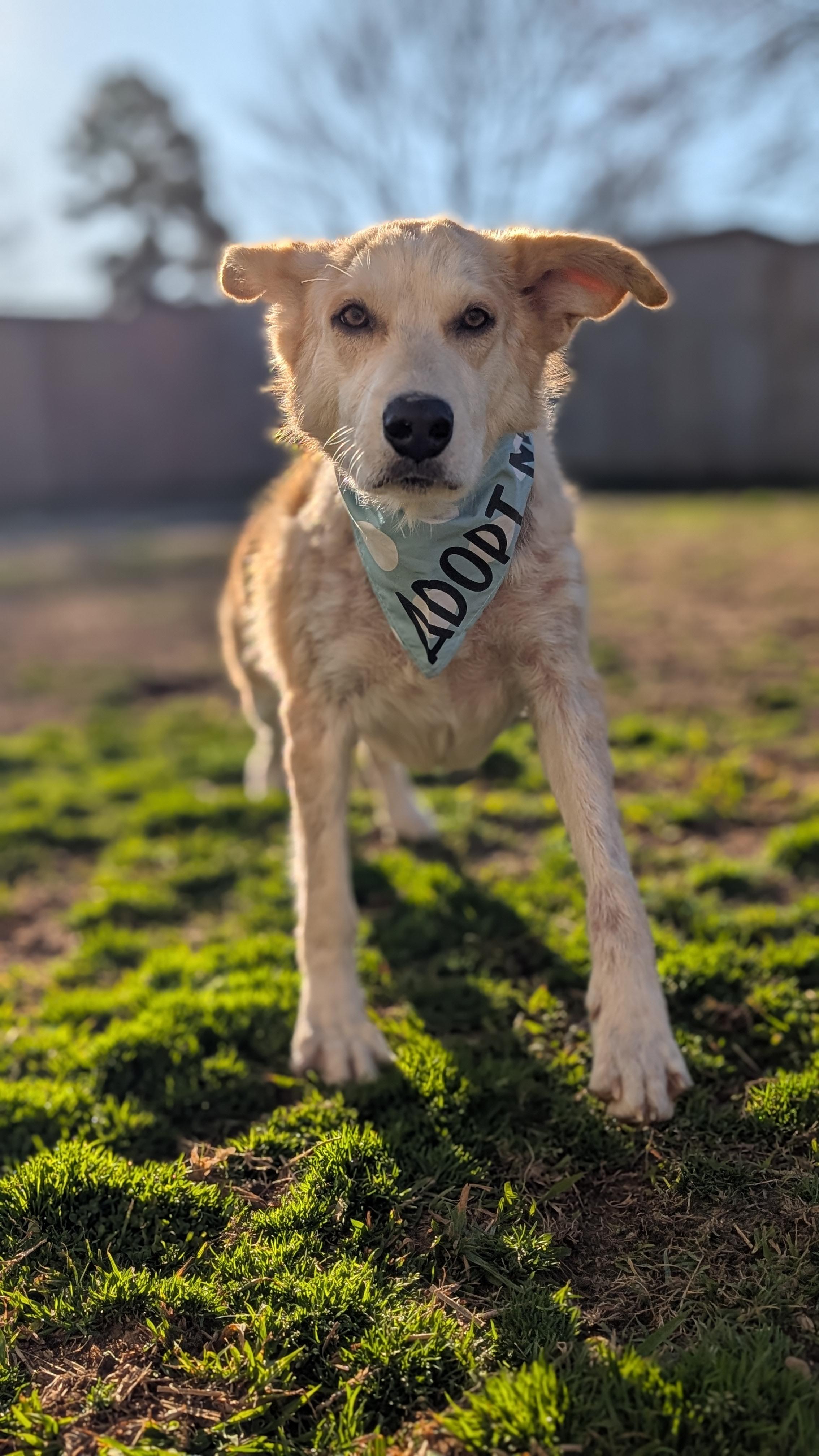 Chamomile, a ADOPTABLE mixed breed in Joppa, AL image 4/4