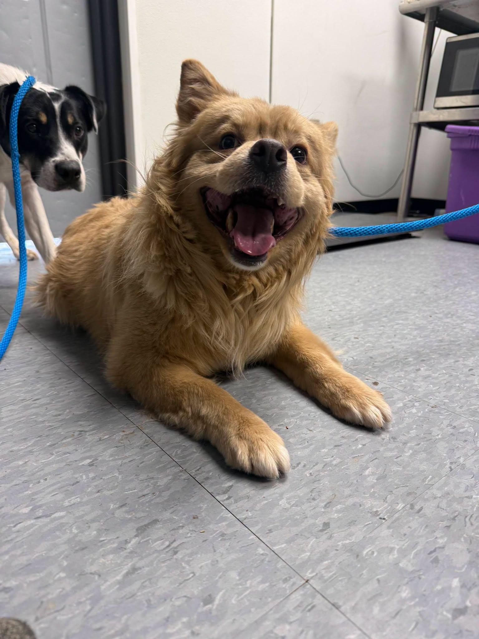 Aslan, Adoptable, Young Male Chow Chow.