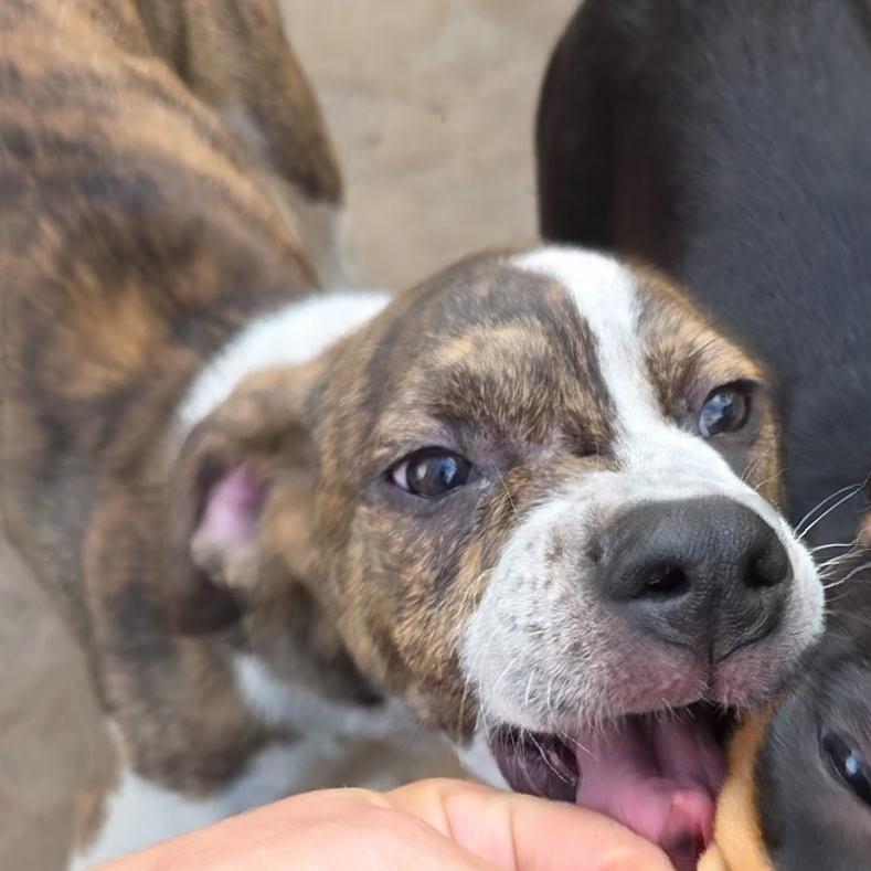 Bumblebee, Adoptable, Puppy Male Hound & Mixed Breed.