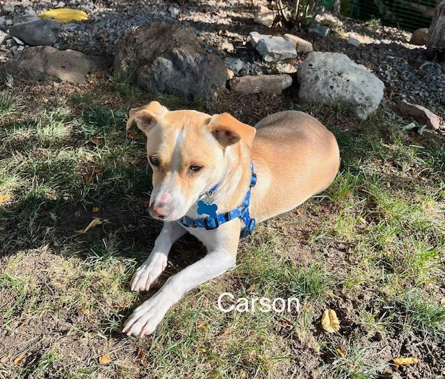 Enlarge Carson, a Adopted mixed breed in Littleton, CO image 1/3