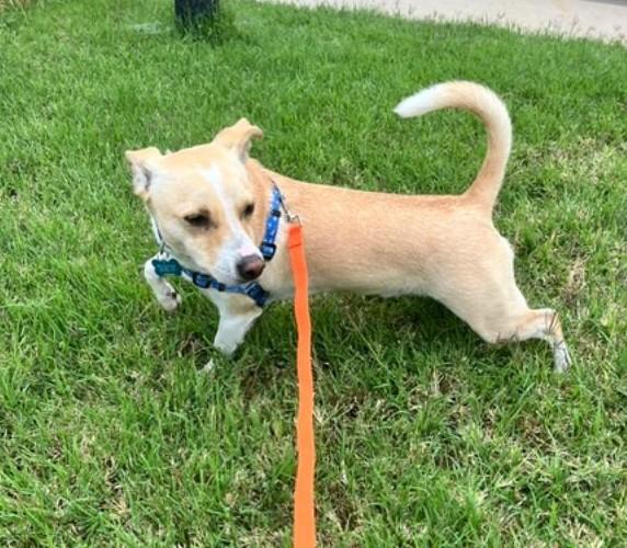 Enlarge Carson, a Adopted mixed breed in Littleton, CO image 2/3
