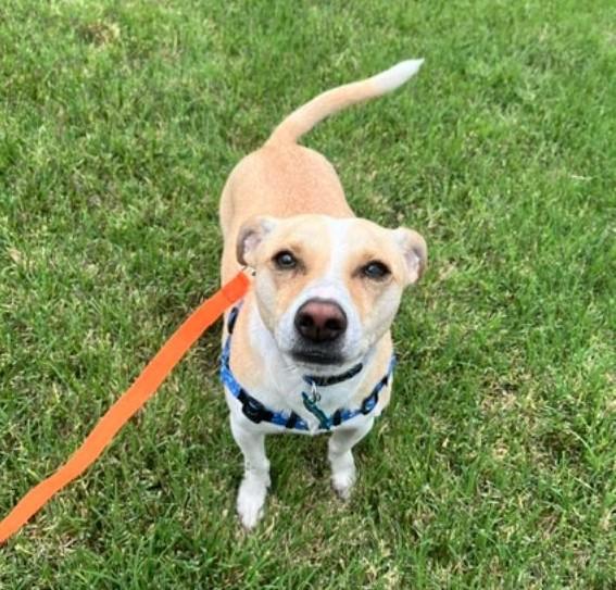 Enlarge Carson, a Adopted mixed breed in Littleton, CO image 3/3