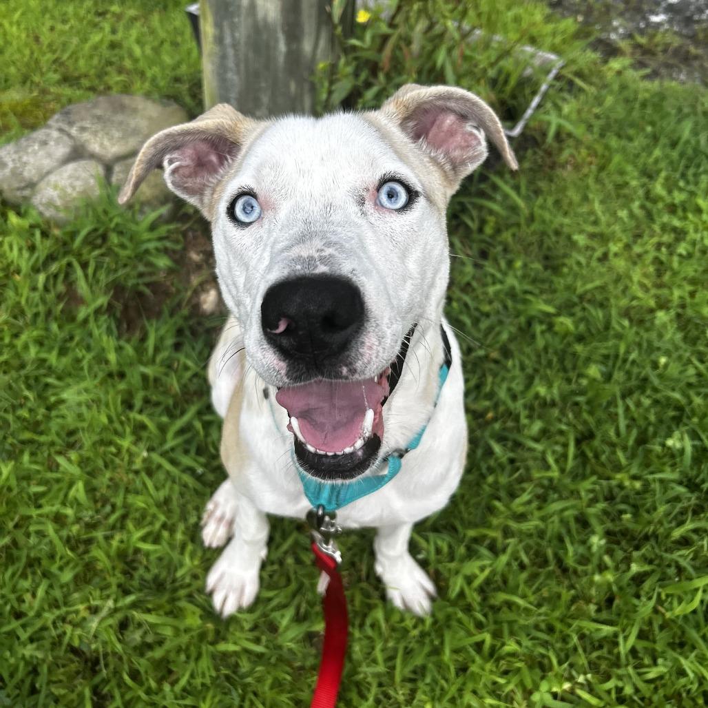 Zippy, Adoptable, Young Female Mixed Breed.