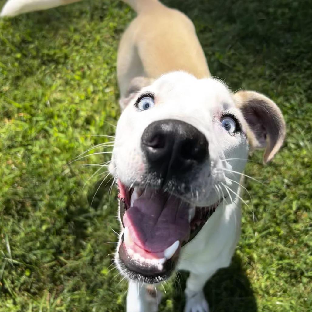 Enlarge Zippy, a Adoptable Mixed Breed in Spruce Pine, NC image 2/3