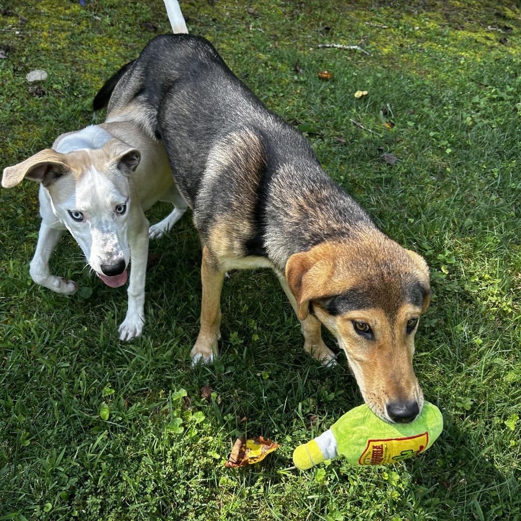 Enlarge Zippy, a Adoptable Mixed Breed in Spruce Pine, NC image 3/3