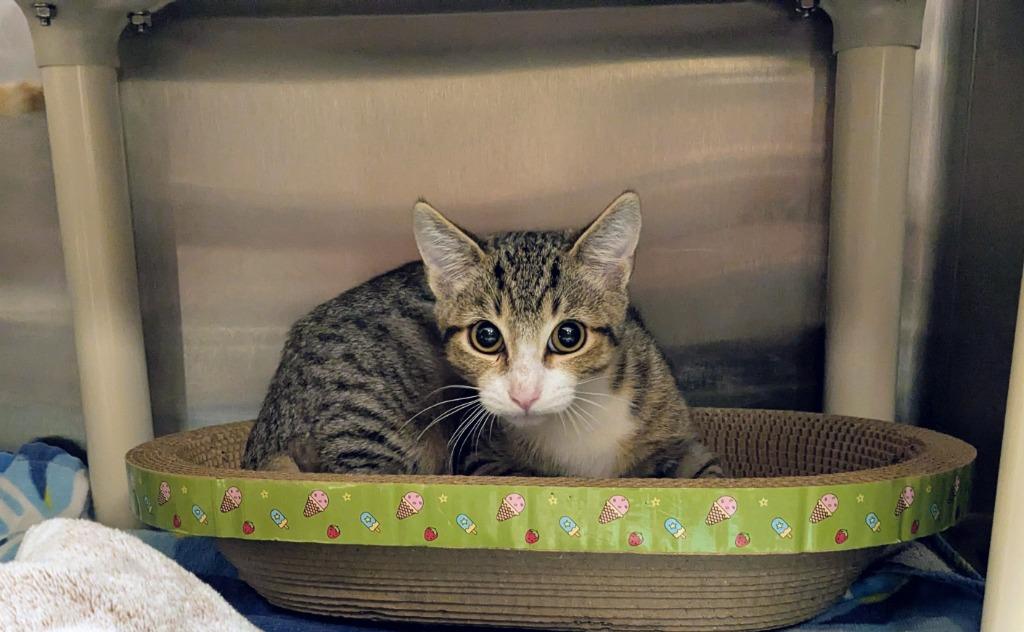 Leonardo, Adoptable, Kitten Male Domestic Short Hair.