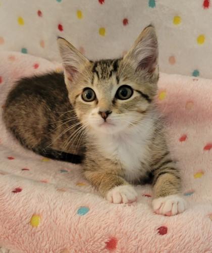 Riley, Adoptable, Kitten Male Domestic Short Hair & Domestic Short Hair.
