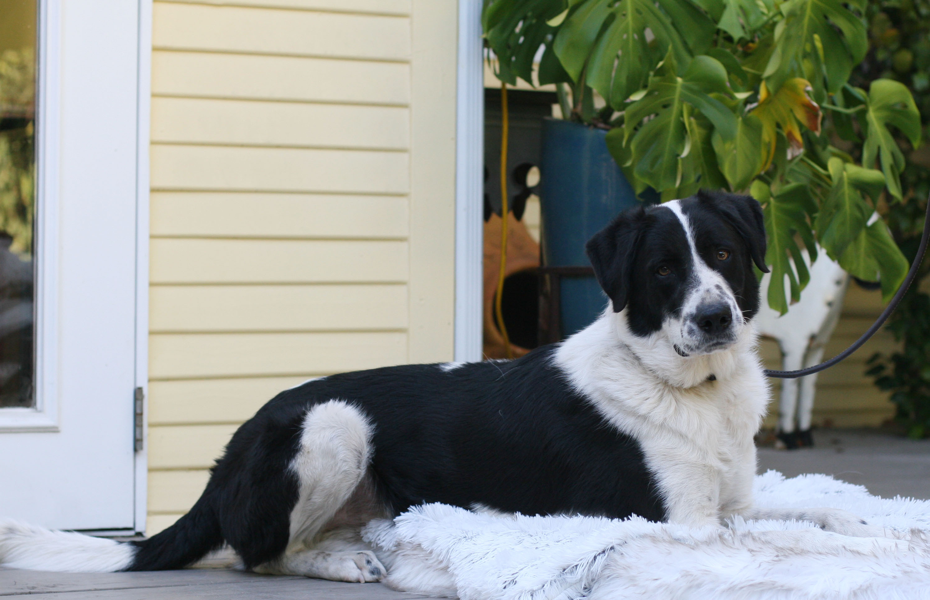 RODEO, a Adoptable mixed breed in Toluca Lake, CA image 1/6