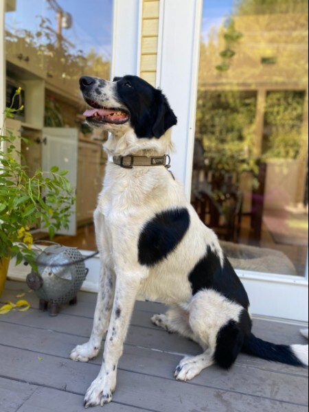 RODEO, a Adoptable mixed breed in Toluca Lake, CA image 3/6