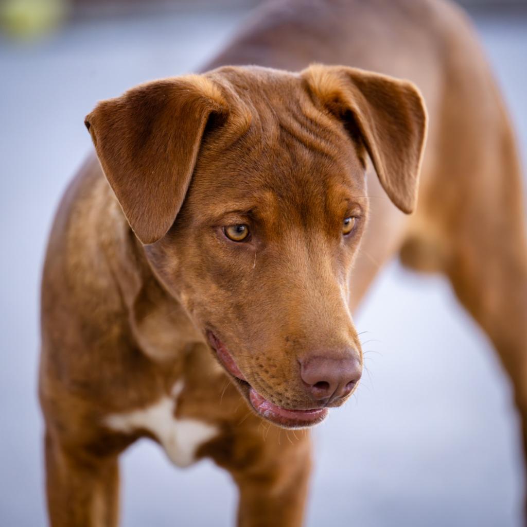 Go Go (Gato), Adoptable, Young Male Pit Bull Terrier.