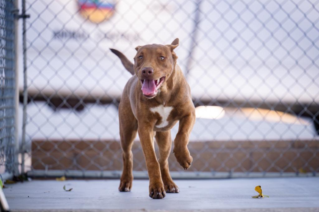 Enlarge Go Go (Gato), a Adoptable Pit Bull Terrier in Twentynine Palms, CA image 2/6