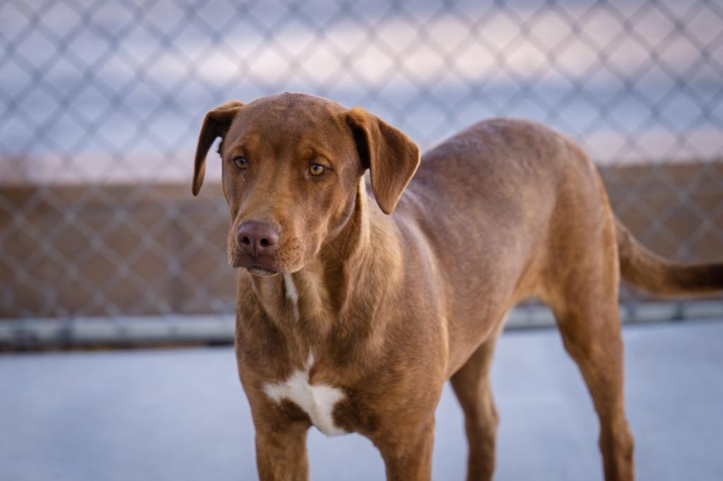 Enlarge Go Go (Gato), a Adoptable Pit Bull Terrier in Twentynine Palms, CA image 3/6
