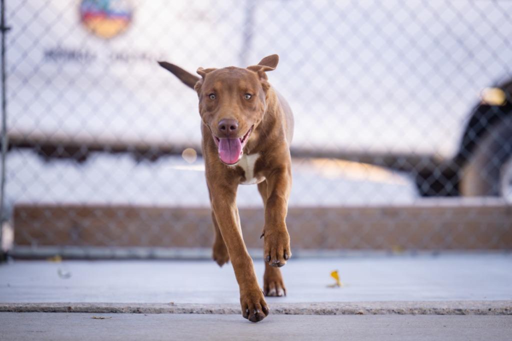 Enlarge Go Go (Gato), a Adoptable Pit Bull Terrier in Twentynine Palms, CA image 4/6
