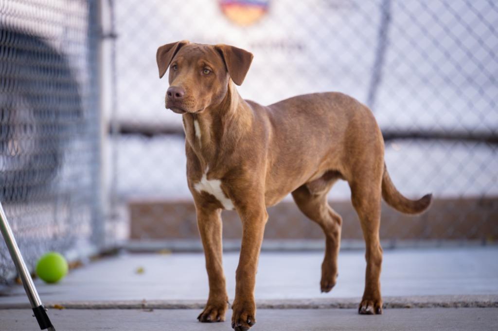 Enlarge Go Go (Gato), a Adoptable Pit Bull Terrier in Twentynine Palms, CA image 5/6