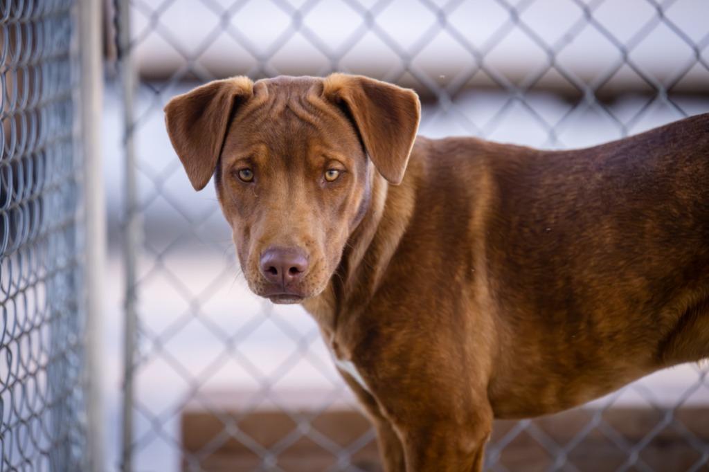 Enlarge Go Go (Gato), a Adoptable Pit Bull Terrier in Twentynine Palms, CA image 6/6