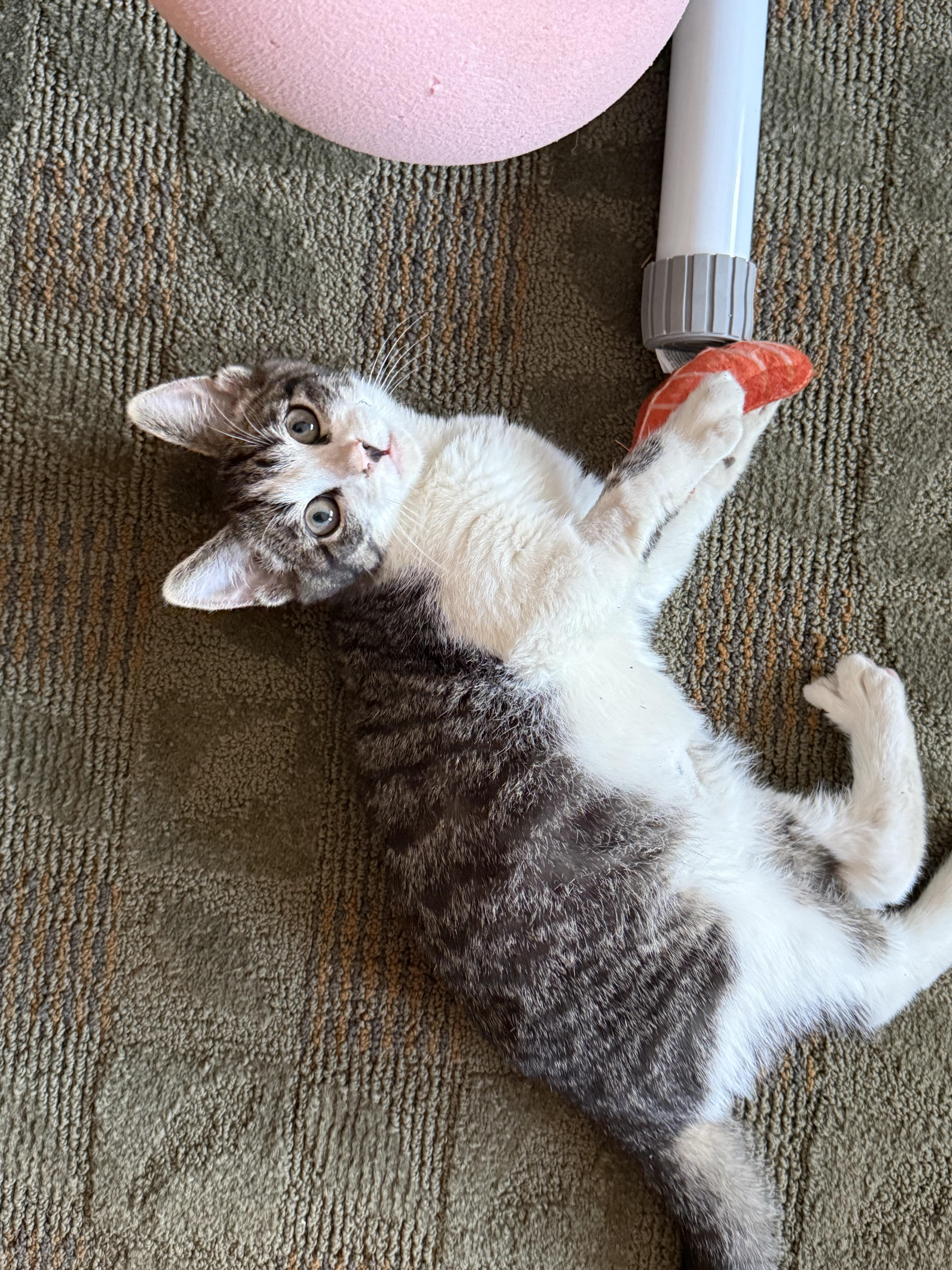 Mike, ADOPTABLE, Kitten Male Domestic Short Hair.