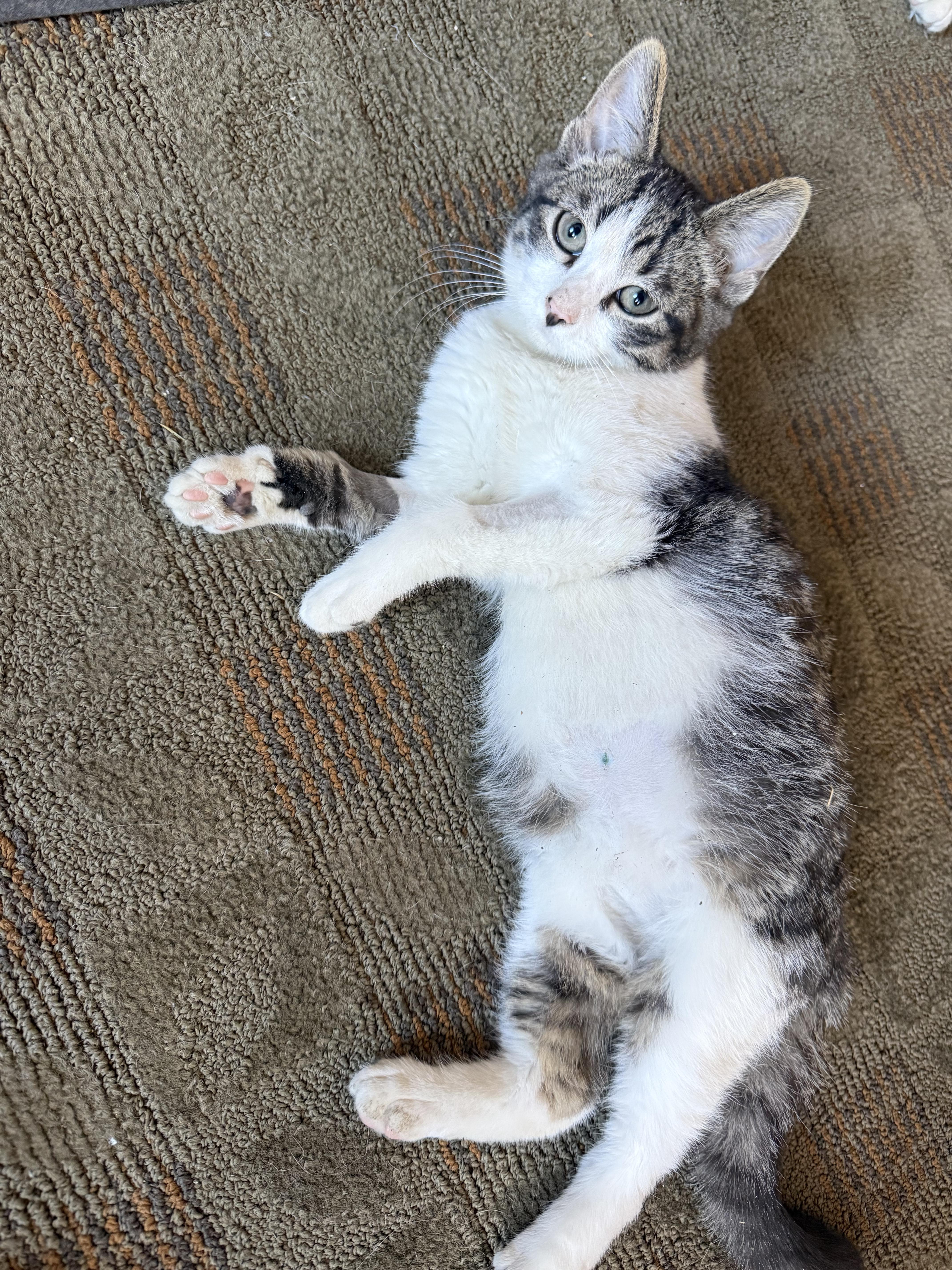 Enlarge Mike, a ADOPTABLE Domestic Short Hair in Topsham, ME image 3/3