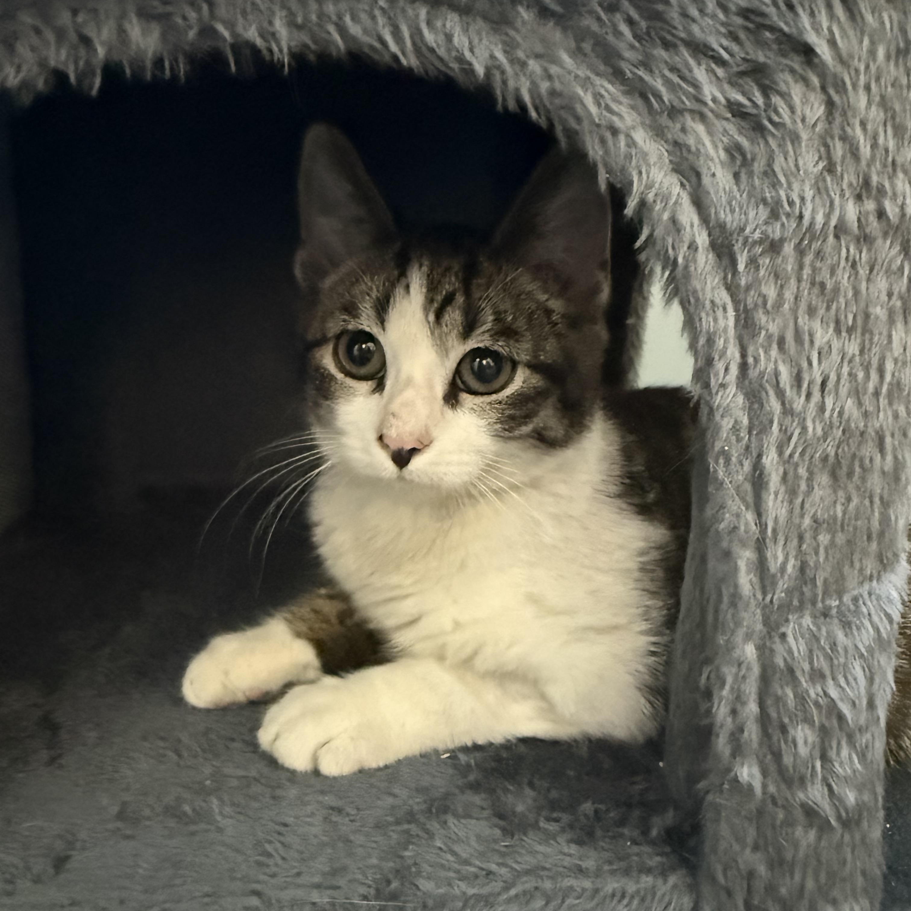 Enlarge Mike, a ADOPTABLE Domestic Short Hair in Topsham, ME image 2/3