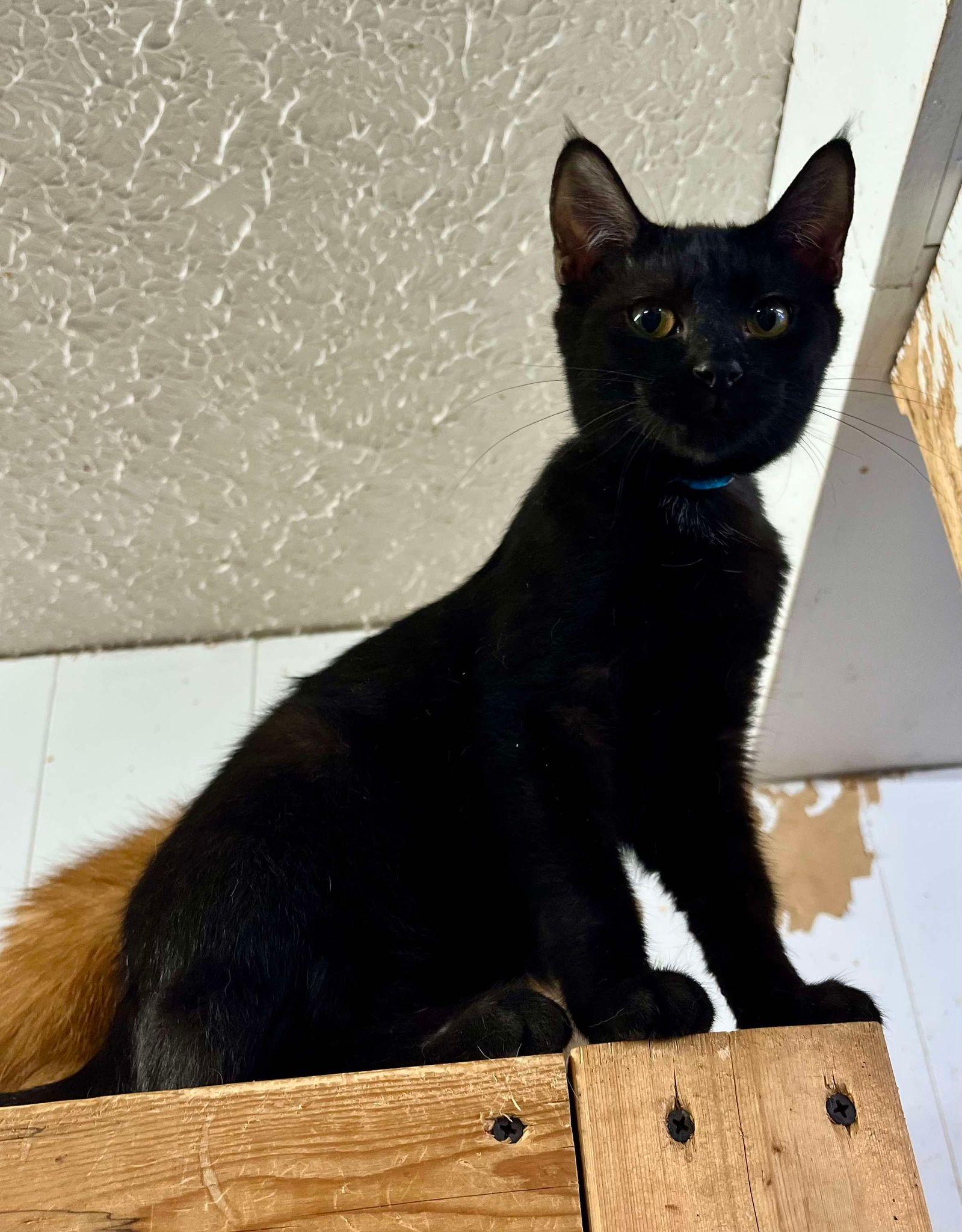 Jinx, Adoptable, Adult Male Domestic Short Hair.