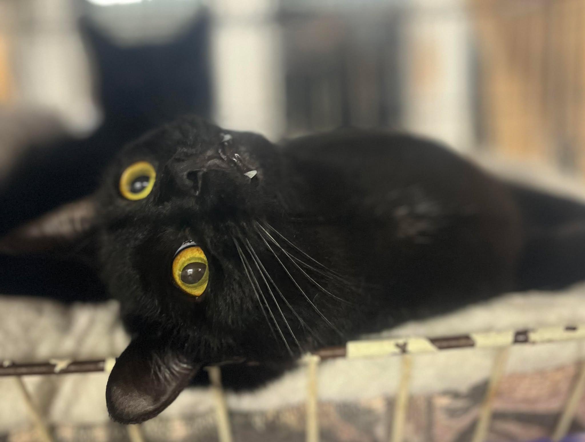 Jinx, Adoptable, Adult Male Domestic Short Hair.