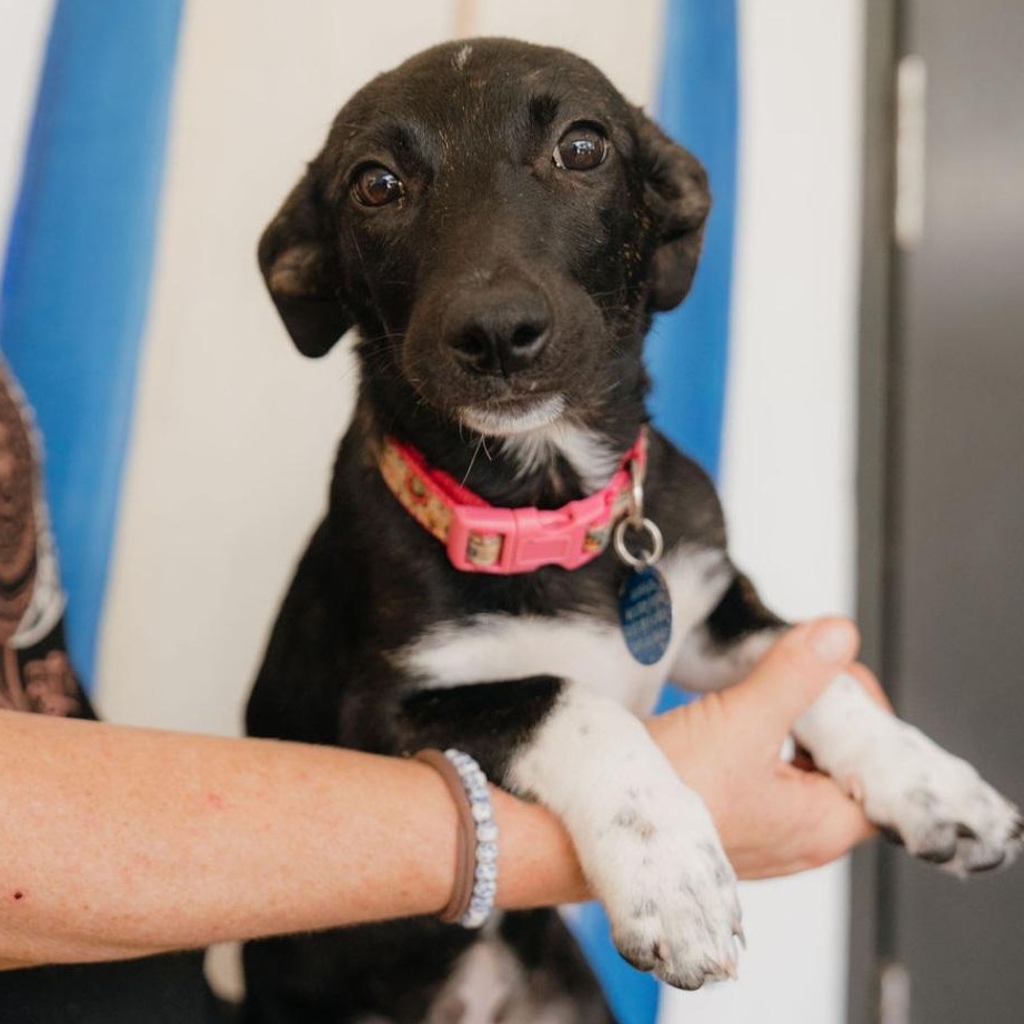 Lolo, adopted, Puppy Female Dachshund & Terrier.