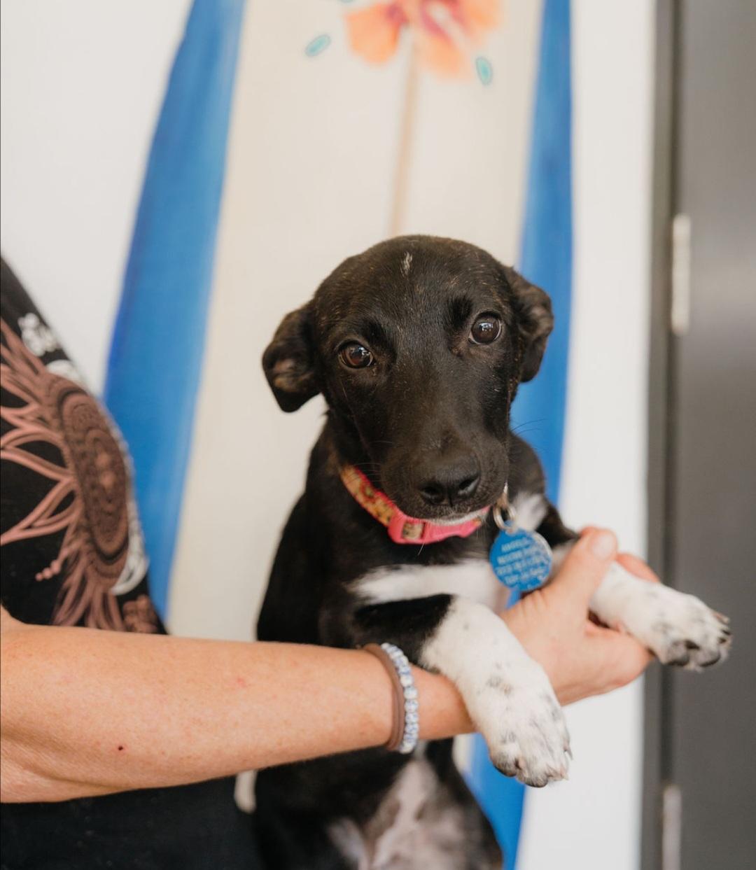 Enlarge Lolo, an adopted mixed breed in Annapolis, MD image 4/6