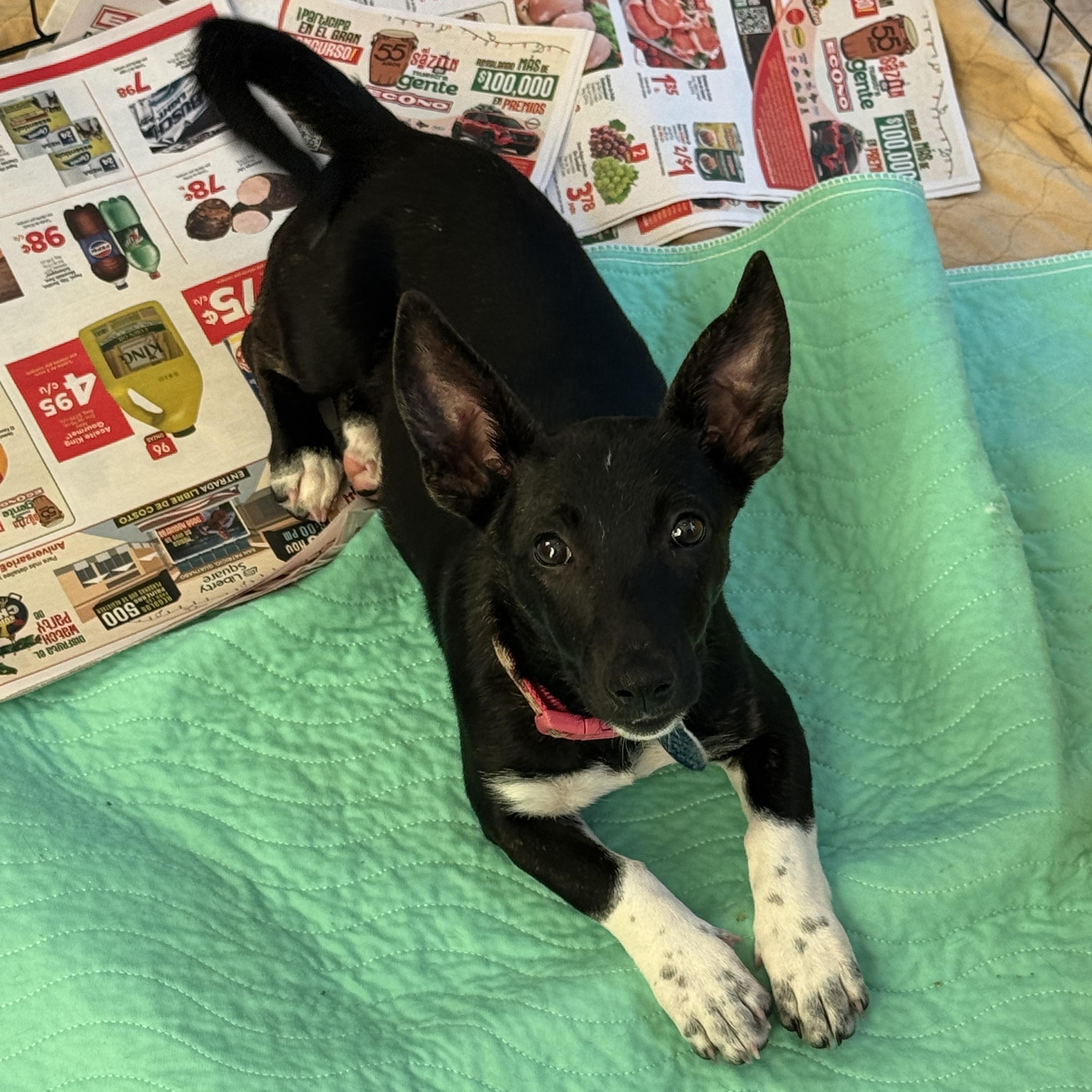 Enlarge Lolo, an adopted mixed breed in Annapolis, MD image 3/6