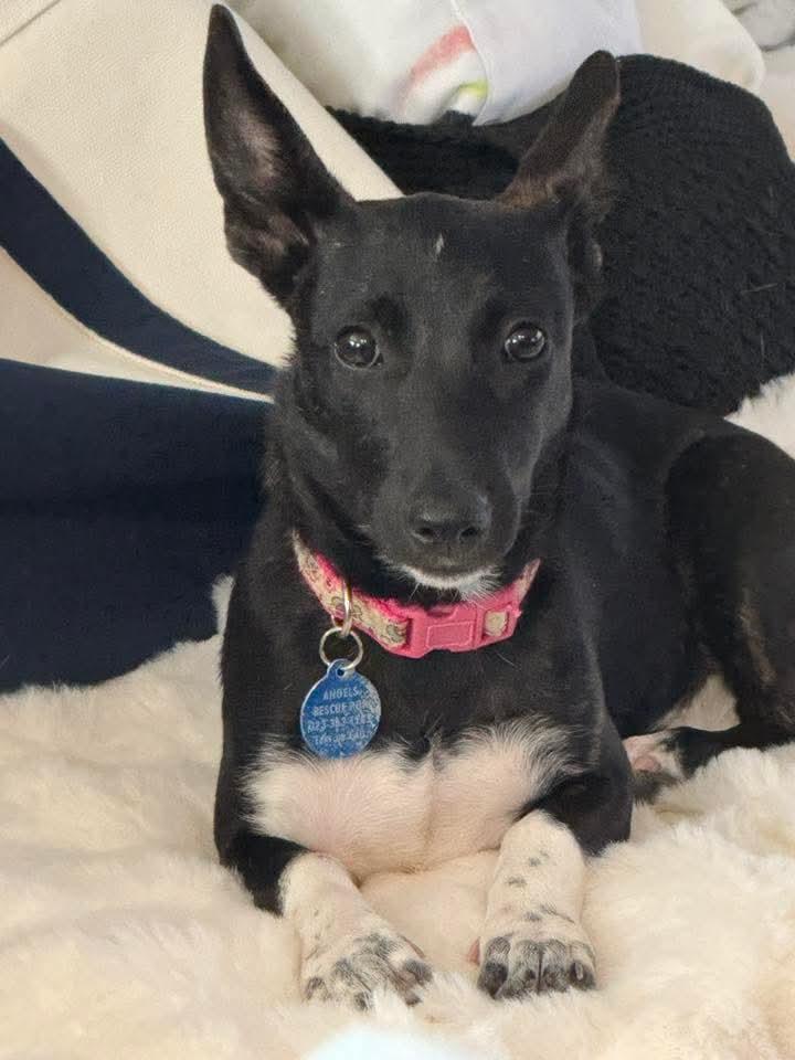 Enlarge Lolo, an adopted mixed breed in Annapolis, MD image 2/6