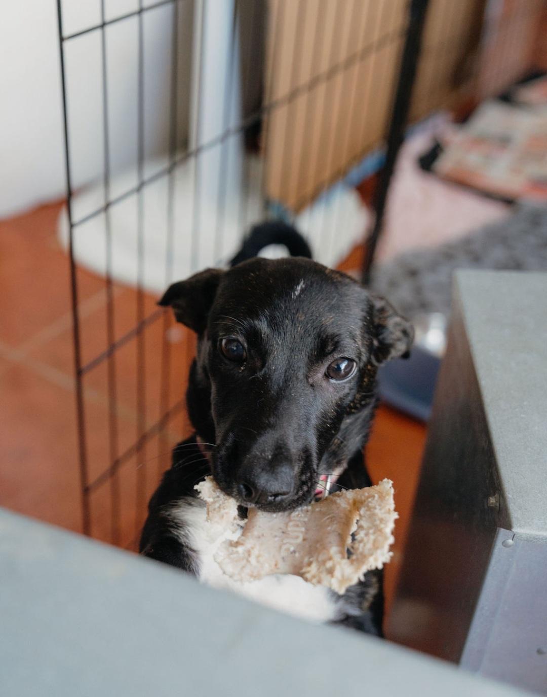 Enlarge Lolo, an adopted mixed breed in Annapolis, MD image 5/6