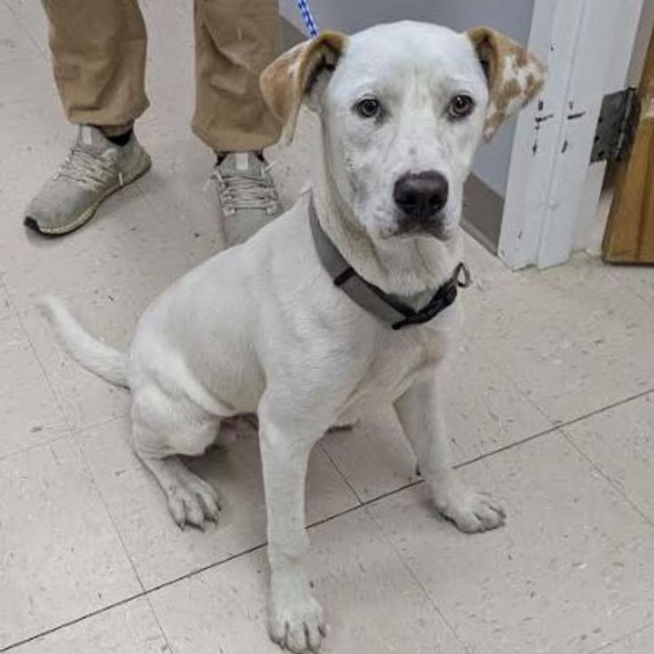 Ricky (Lab mix needs a foster home)