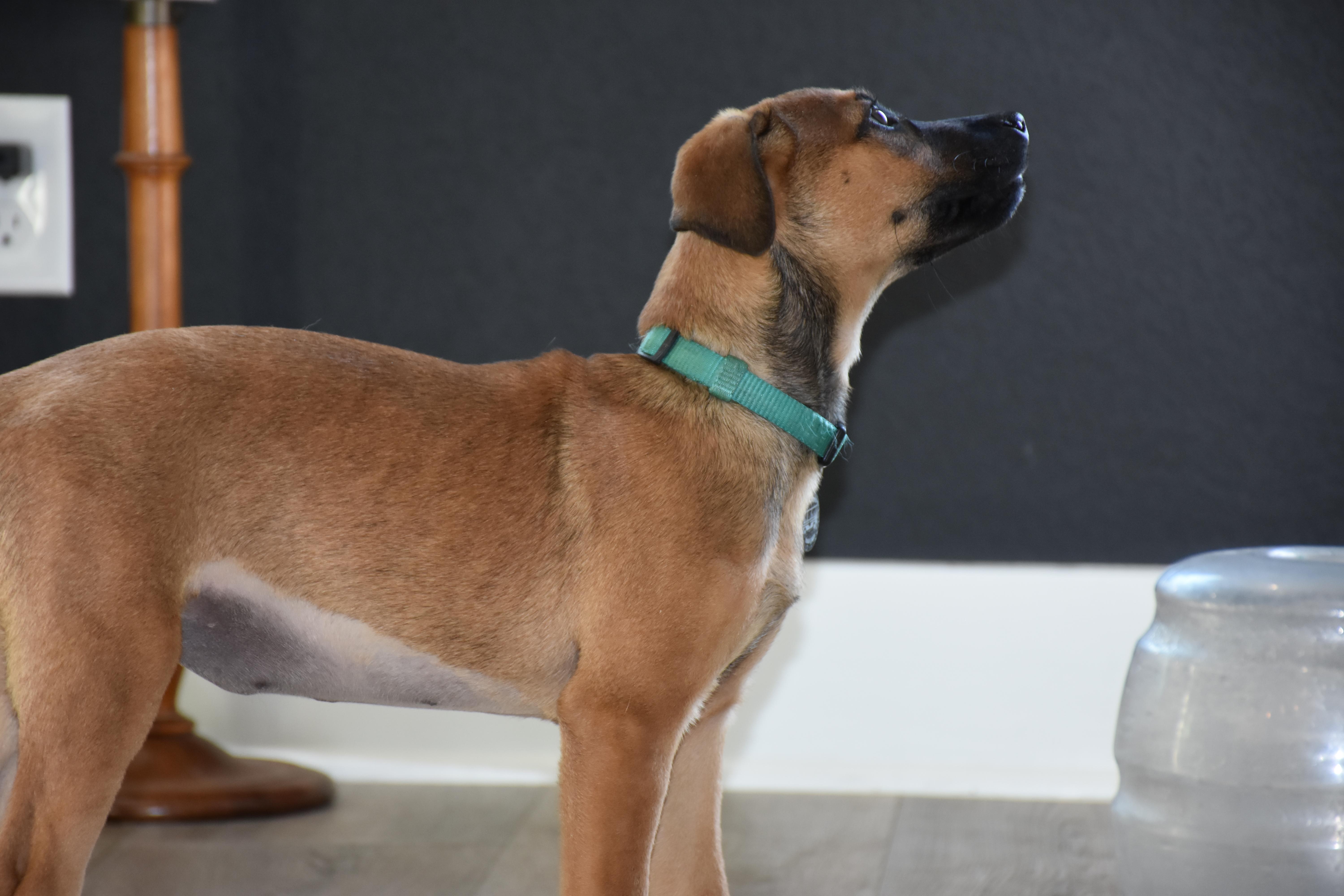 Enlarge Egg, an adopted mixed breed in Austin, TX image 4/6