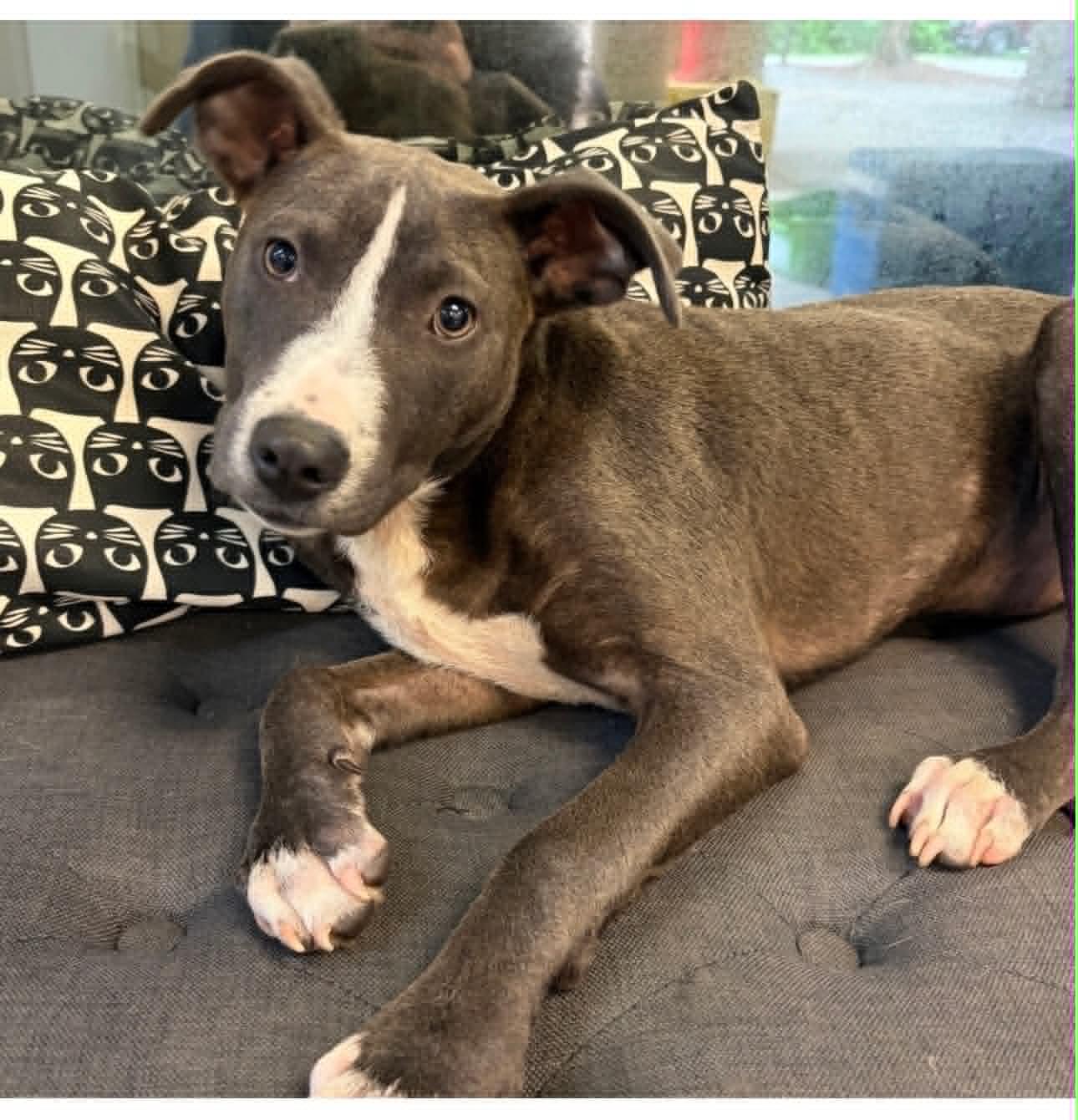 Enlarge Nixie, a Adoptable Pit Bull Terrier in Hop Bottom, PA image 1/1