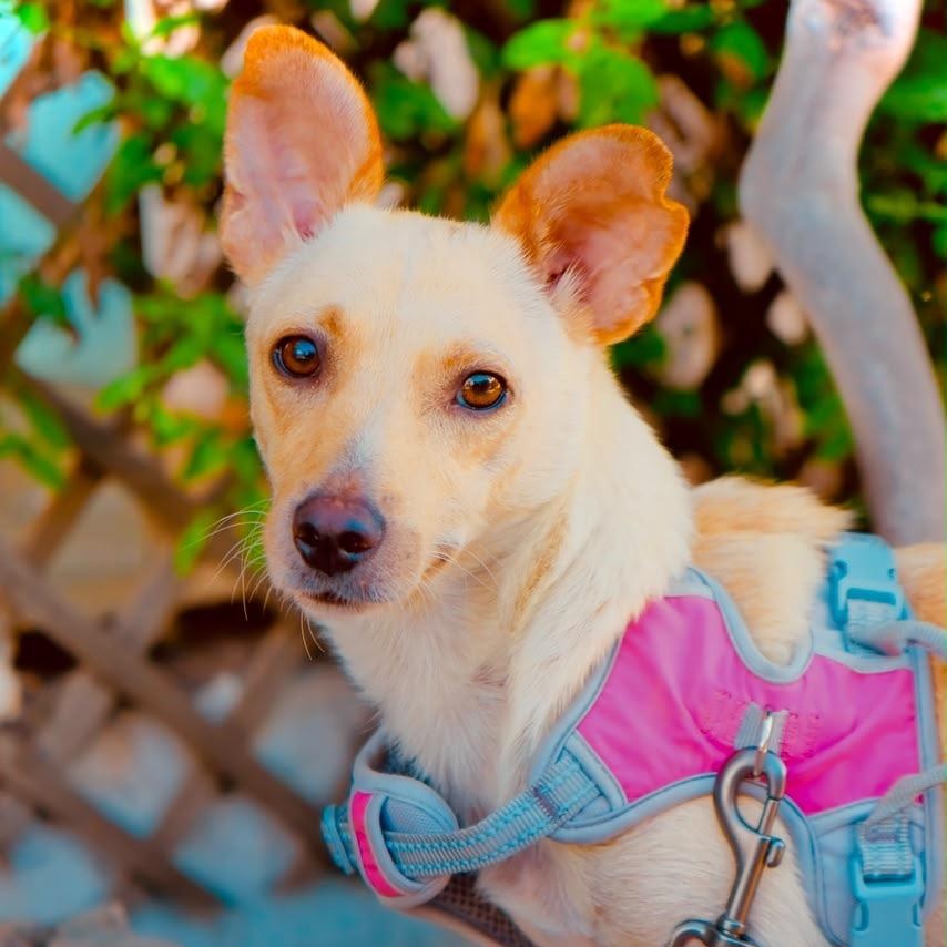 Lady Tremaine, Adoptable, Puppy Female Chiweenie.