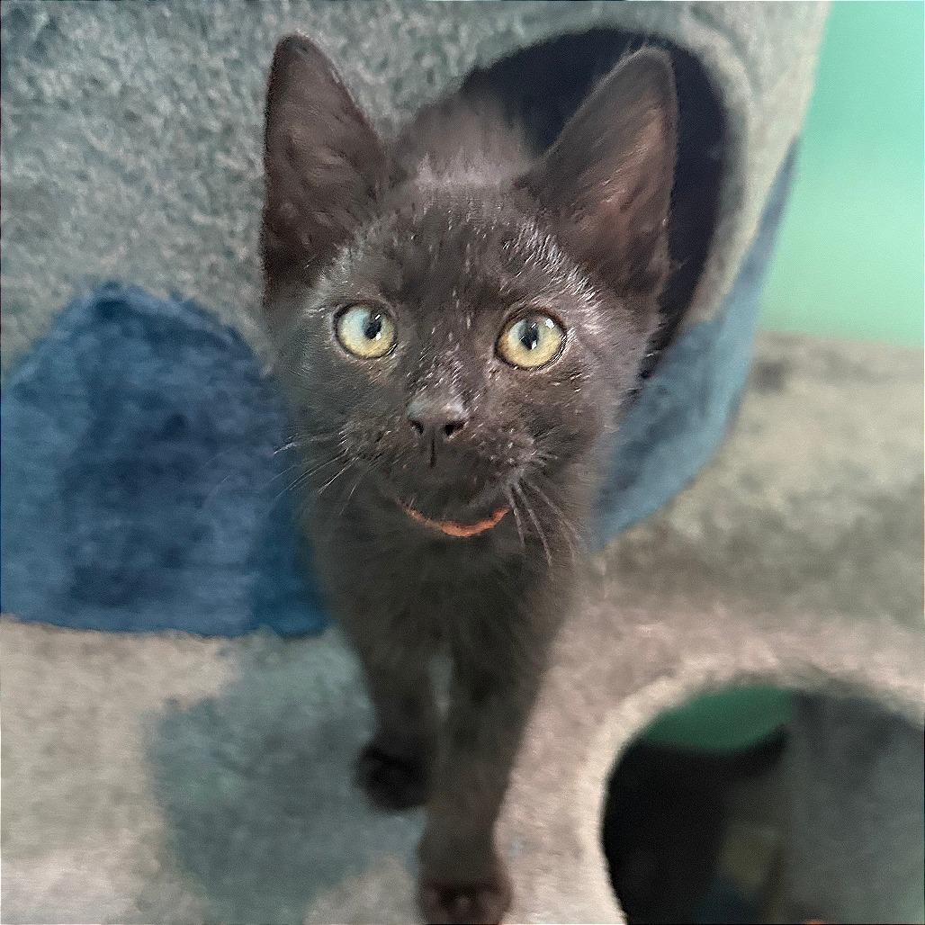 Astros, Adoptable, Kitten Male Domestic Short Hair.