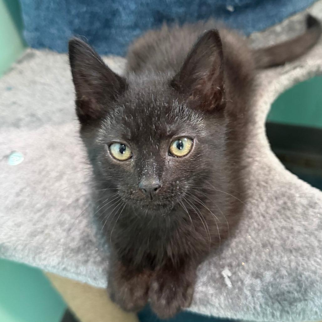 Astros, a Adoptable Domestic Short Hair in Marion, VA image 2/6