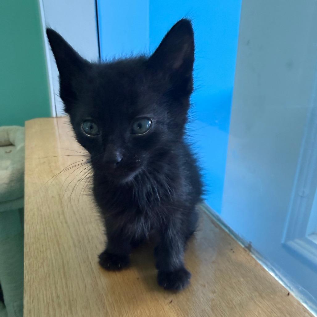 Astros, a Adoptable Domestic Short Hair in Marion, VA image 3/6